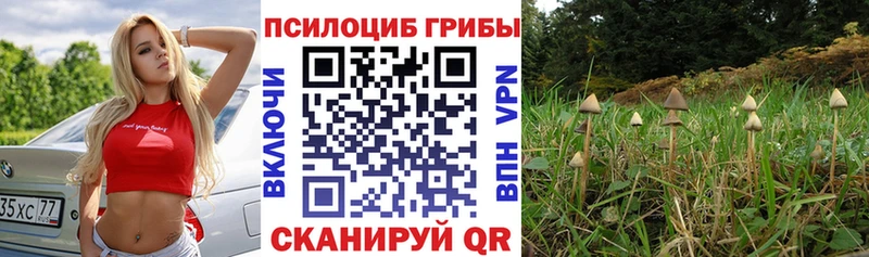 Псилоцибиновые грибы GOLDEN TEACHER  купить  цена  Щёлкино 